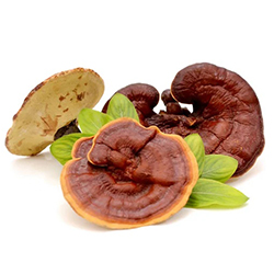 Ekstrakt z grzyba Reishi